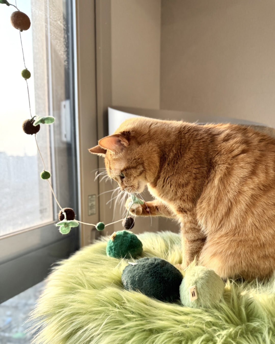 Sprout Cat Teaser with Bell